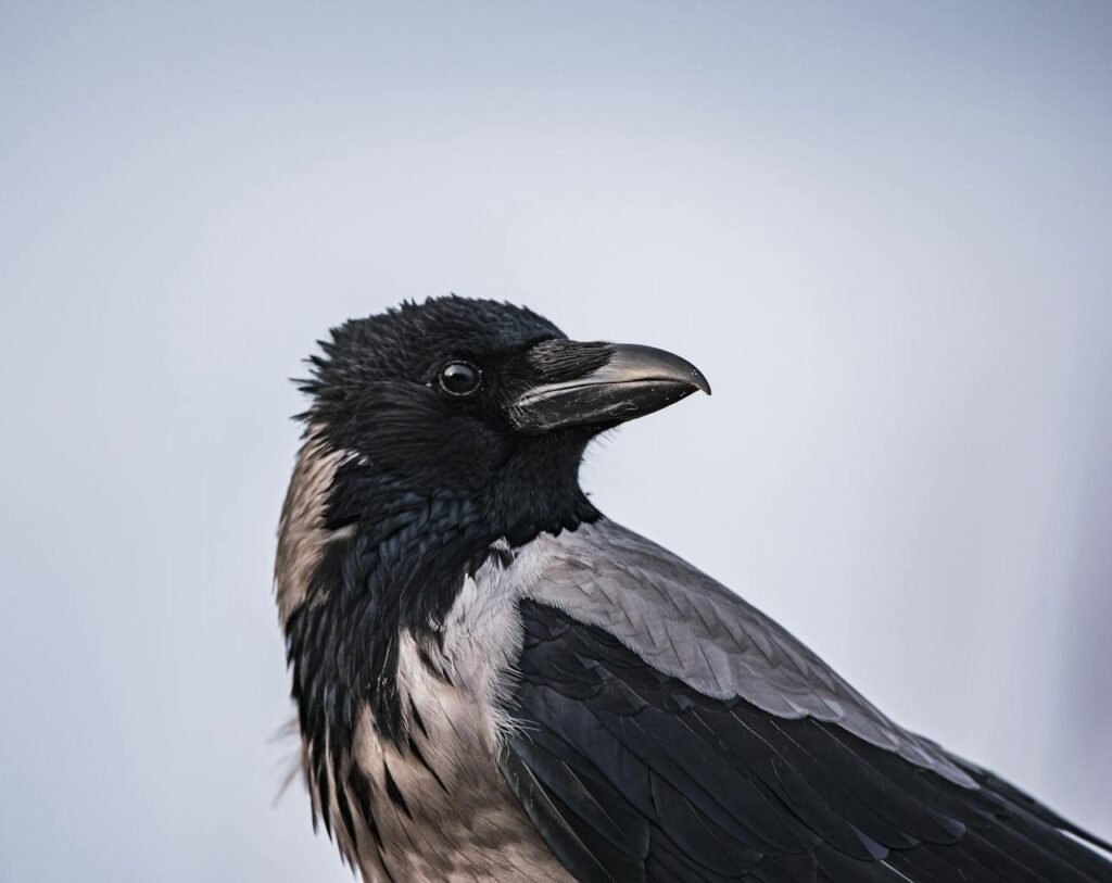 magpie 